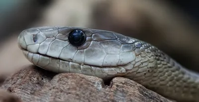 Глаза Змеи Страшны — стоковые фотографии и другие картинки Глаз - Глаз, Глаз  животного, Голова - iStock