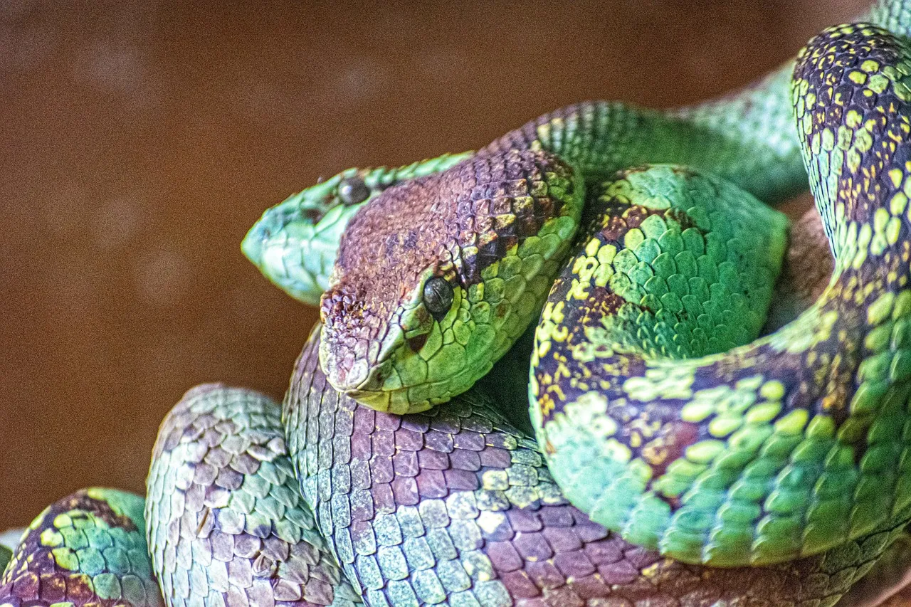 Мир глазами змеи. Тропические змеи. Змея с ромбиками. Зеленая змея с ромбиками. Фото мудрой змеи.