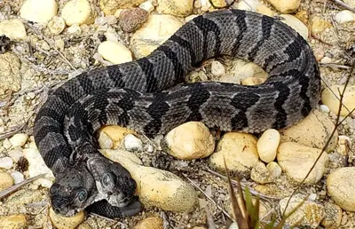 В Австралии поймали змею, у которой три глаза (фото) | Новости Беларуси |  euroradio.fm