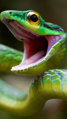 Глаза Змеи (фото) | Пикабу