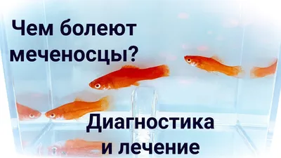 Как понять что у кошки глисты: советы по лечению гельминтоза - Зоомагазин  MasterZoo