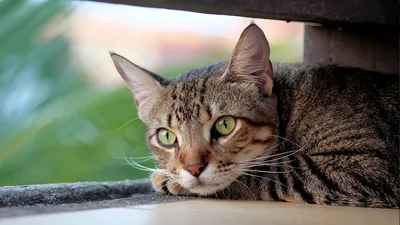 Глазные заболевания кошек, вызываемые паразитами | Ветеринария и жизнь