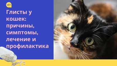 Глисты у кошек: симптомы, признаки, лечение | WHISKAS®