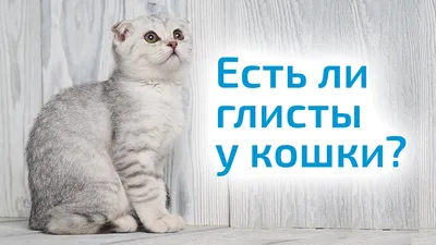 Bayer Профендер капли от глистов для кошек весом от 5 кг до 8 кг - 2  пипетки - купить в Москве | КотМатрос