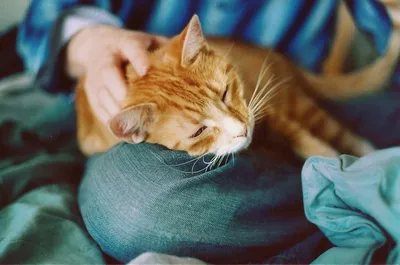 Глисты у кошек: симптомы и лечение - Garfield.by