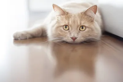 Мильбемакс для кошек весом более 2 кг 1 таблетка, купить в Ижевске в  ветаптеке – цена, инструкция по применению, дозировка