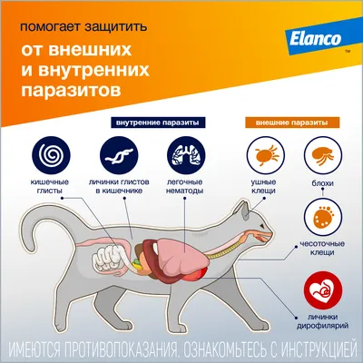 Глисты у кошки: cимптомы и профилактика читать на Еxomania