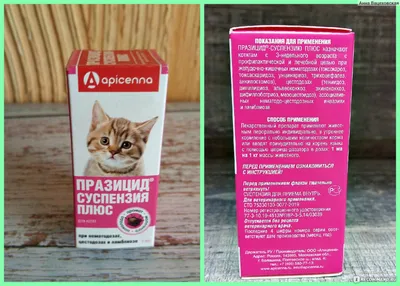 Гельминтоз у кошек: профилактика заболевания - Ветеринарная клиника TerraVet