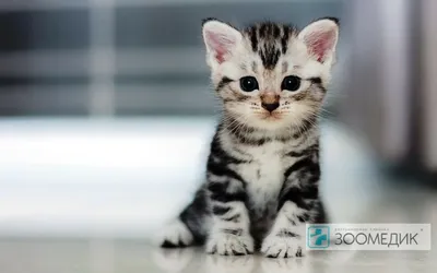 Фенпраз таблетки от глистов для кошек и котят, 6 таб - купить с доставкой  по выгодным ценам в интернет-магазине OZON (913242157)
