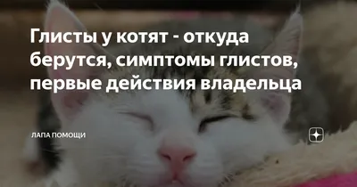 Глисты у кошек. Симптомы, лечение, профилактика кошачьих глистов