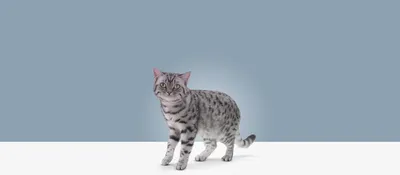 Гельминтал К Spot-on капли (1пип) на холку от блох, клещей и глистов для  кошек и котят до 4кг (ЛИЦЕНЗИЯ), купить оптом в Москве, цена,  характеристики, описание - Симбио - ЗооЛэнд