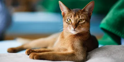 Глисты у котов: как определить и вылечить