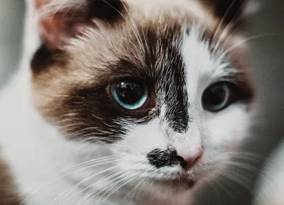 Чистим кошке глаза: как часто и как нужно это делать | Probalance корм |  Дзен