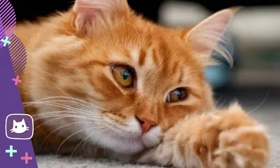 Кальцивироз у кошек, как диагностировать и лечить заболевание