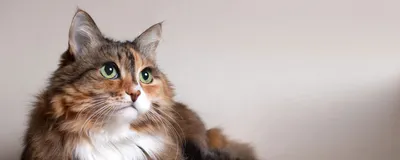 Беспородные кошки и Метисы - «История жизни одного прекрасного кота... ♥  Навсегда в моём сердце ♥» | отзывы