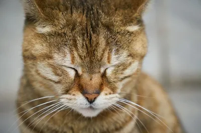 Стресс у кошки: возможные причины и лечение — статьи на сайте  интернет-магазина