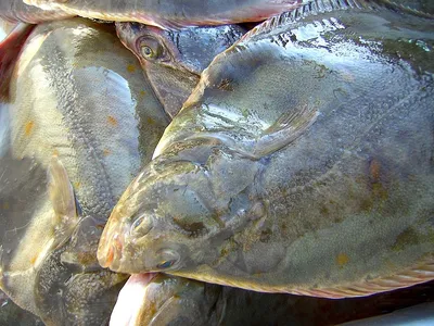 Белковый сюрприз: рыбу с красными глистами продают новороссийцам