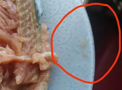 Почему в рыбе появляются глисты и как их можно убить в домашних условиях