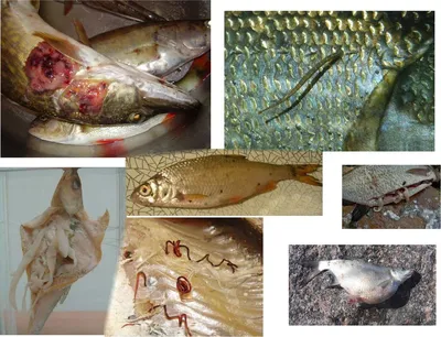 Рыбьи паразиты: инфекционные и паразитарные болезни