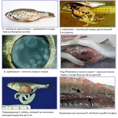 Паразиты в рыбе и не только!!