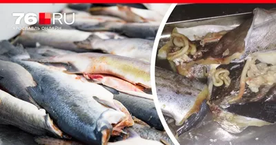 Как избежать заражения гельминтами при употреблении рыбы | Ветеринария и  жизнь