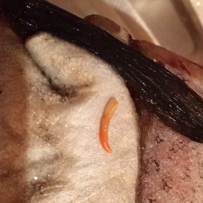 Кишащая паразитами рыба испугала кемеровчанку