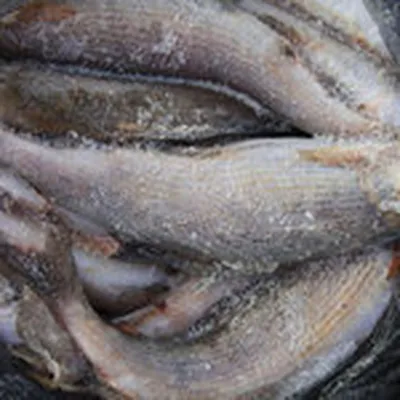 Находка в рыбе. | Пикабу