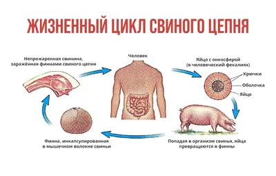 Глисты как лекарство: мифы и реальность | Мифы VS Правда | Дзен