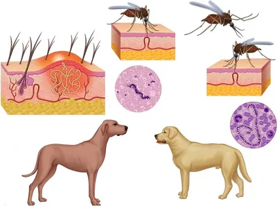 Как понять, что в организме человека живут паразиты? | Восток-Медиа | Дзен