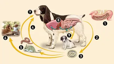 Миокардит у собак, симптомы, прогноз, лечение болезни в ветклинике Живаго