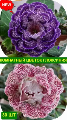 Семена Глоксинии, комнатный цветок, cемена Глоксинии МИКС купить по низким  ценам в интернет-магазине Uzum (832097)