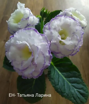 Глоксиния: описание растения, фото цветка, уход, выращивание в домашних  условиях
