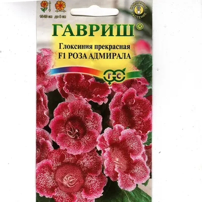 Гениально, как глоксиния | Статьи журнала \"Сады и огороды Приморья\"