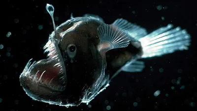 Глубоководные рыбы – монстры бездны