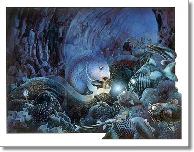 Самые глубоководные виды рыб: фото и краткое описание — Природа Мира