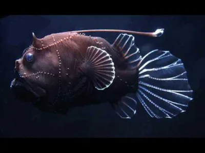 Страшная рыба красного моря - 70 фото