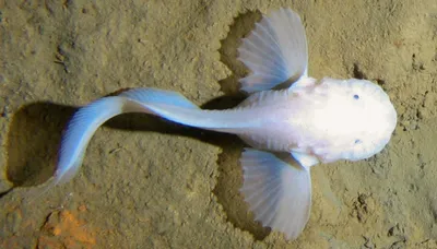 Глубоководные рыбы во время спаривания сливаются в один организм - как это  выглядит - Апостроф