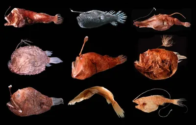 Живущие у берегов Калифорнии глубоководные рыбы оказались \"невидимыми\" -  Наука - ТАСС