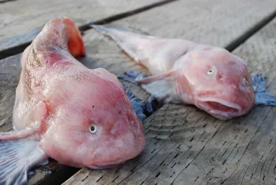 3 очень страшных жителя глубин. Почему глубоководные рыбы выглядят как  инопланетные монстры » uCrazy.ru - Источник Хорошего Настроения