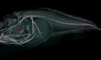 Lancetfish. Взорвать Ferox Alepisaurus. Длинные глубоководные рыбы Стоковое  Изображение - изображение насчитывающей вода, изолировано: 183623693