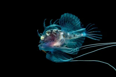 Исследование: глубоководные рыбы со временем смогли развить цветное зрение