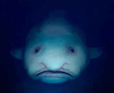 Самая глубоководная рыба в мире - ученые заметили рыбу-улитку на глубине  более восьми километров - ZN.ua