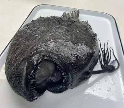 Редкая глубоководная рыба снова таинственным образом смывается на берег -  сайт Thred