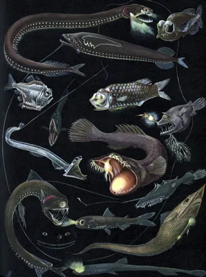 Темное дно океана, глубоководные рыбы…» — создано в Шедевруме