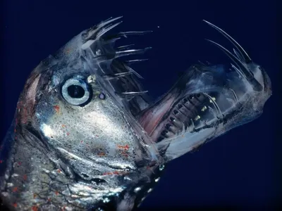Глубоководную рыбу с фонарем на голове таинственным образом вымыло на берег  - Техно bigmir)net