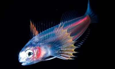 Глубоководные рыбы обладают чувствительным зрением «Ochkov.net»