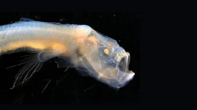 В Тихом океане открыты новые виды глубоководных рыб - Российская газета