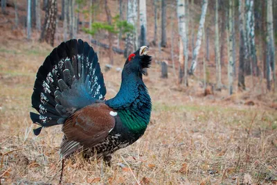 Самые красивые птицы Южного Урала снялись для новогоднего календаря - KP.RU
