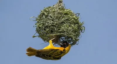 Орнитологи предсказали гнездовой материал птиц по форме клюва. Однако им  пришлось учесть и другие факторы