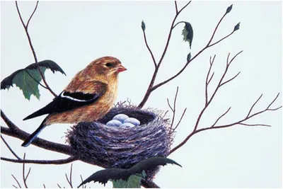 Гнездо птиц на дереве стоковое изображение. изображение насчитывающей  предмет - 115213379